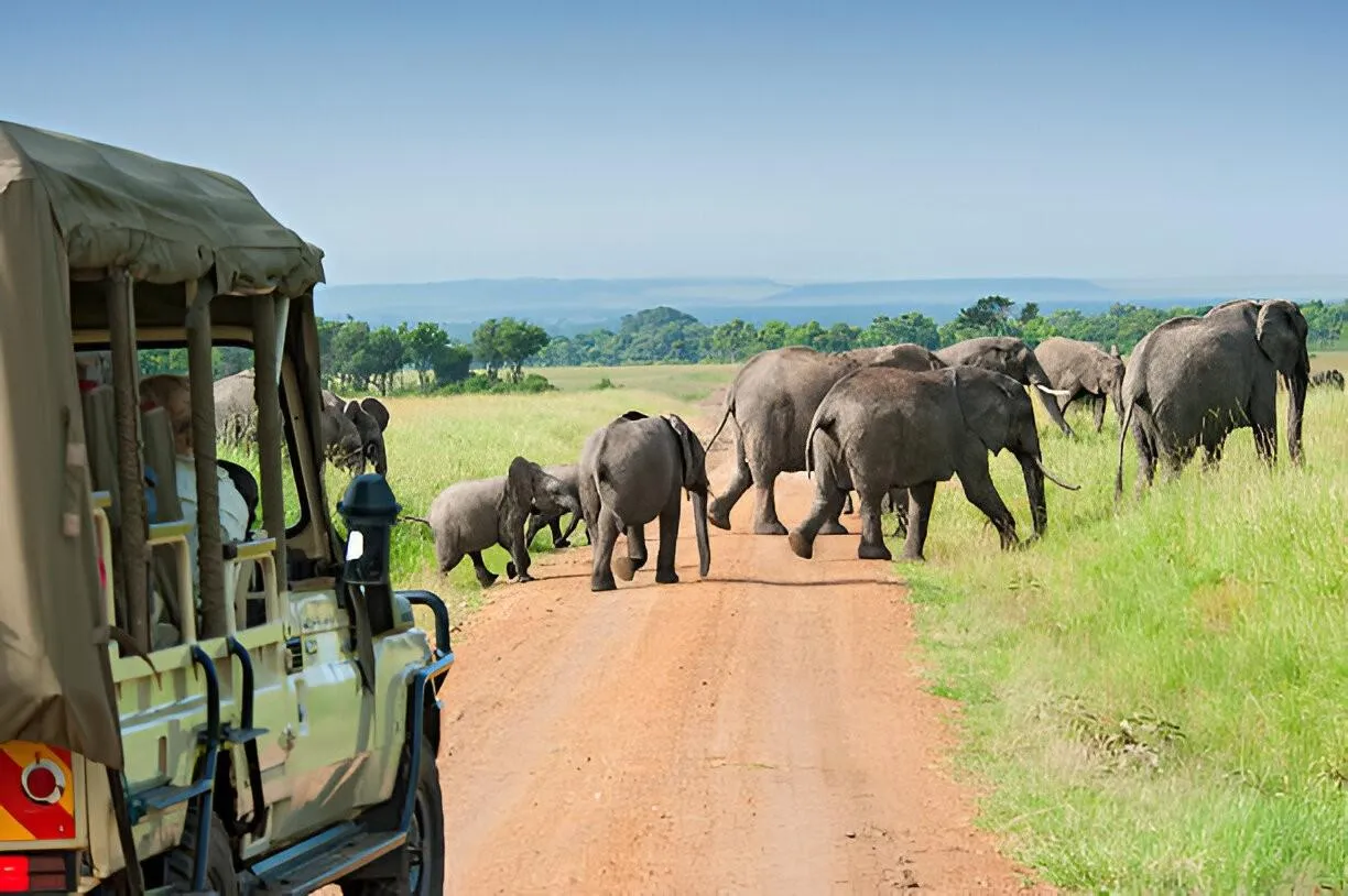 Safari Adventure