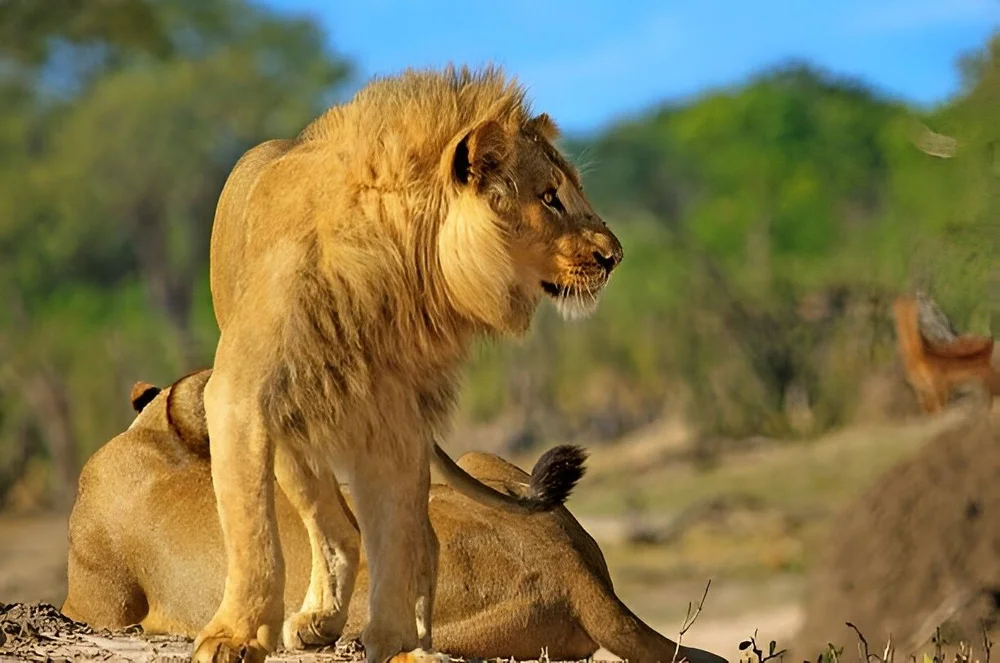 Hwange National Park