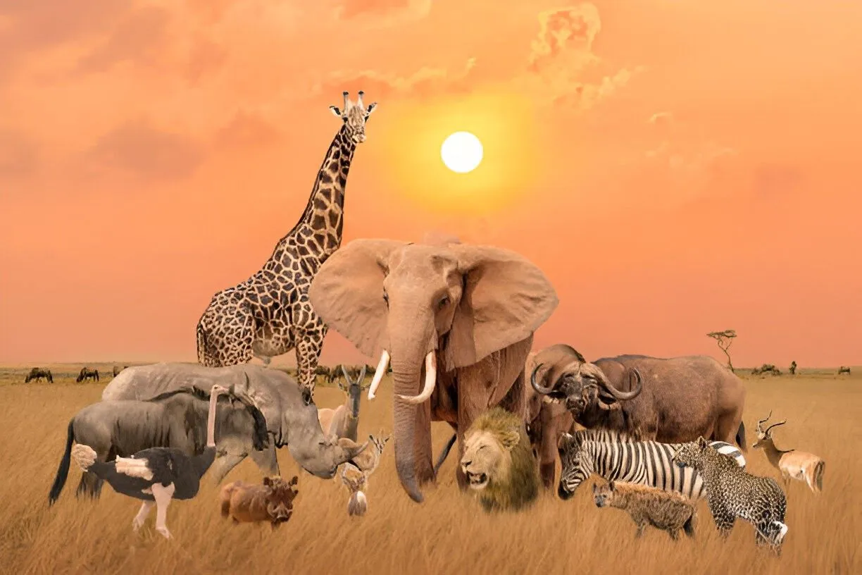 Big Five Adventure