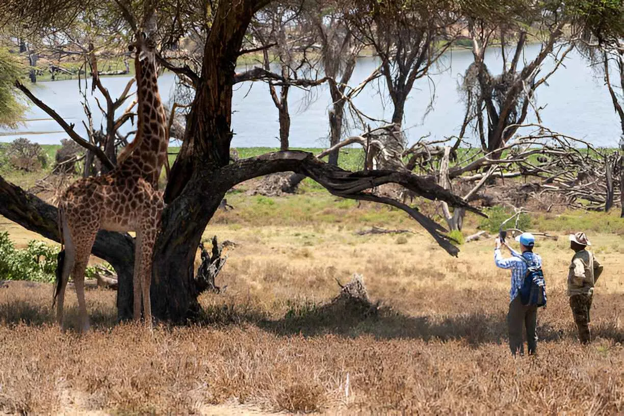 Walking Safari Experience