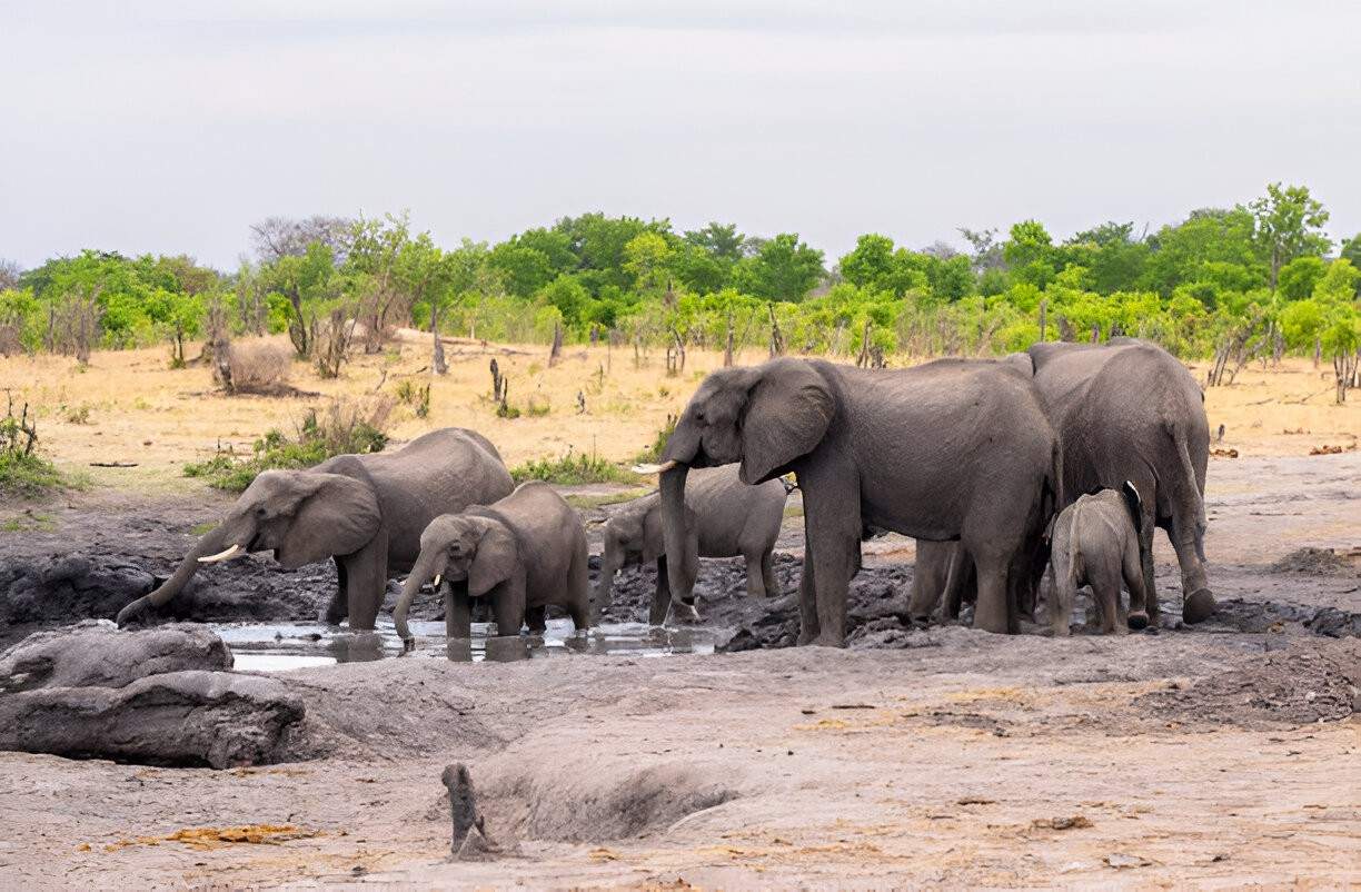 Hwange National Park 1
