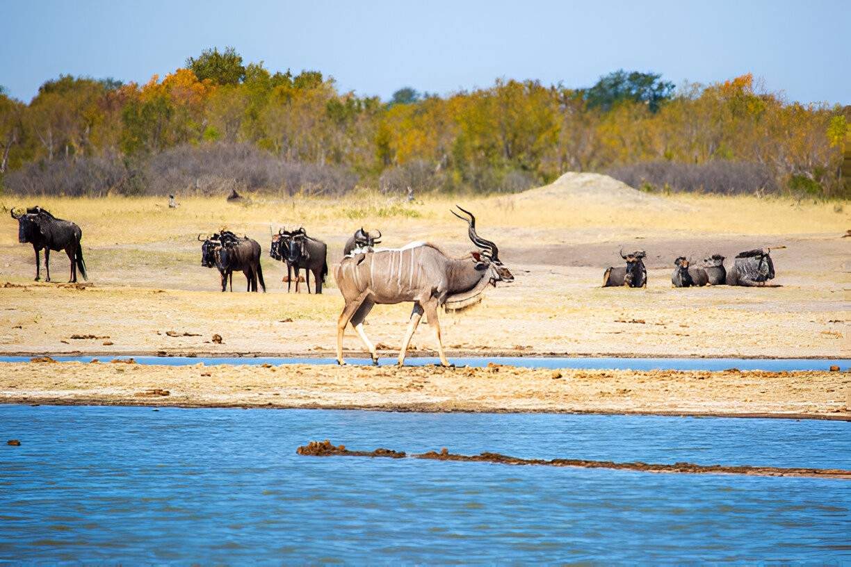 Hwange National Park 2