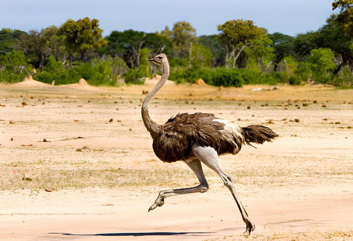 Hwange National Park 3