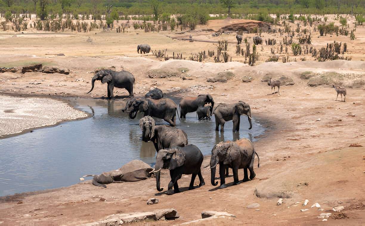 Corporate Incentive Safari 2